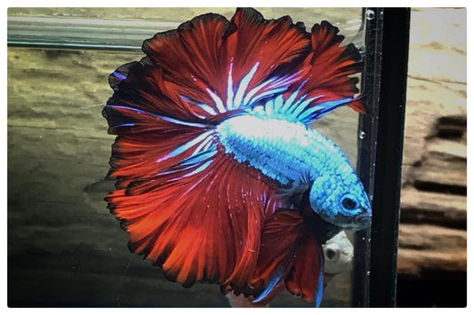 Betta Ice Red (Rose Tail)